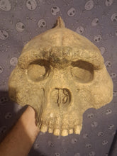 Cargar imagen en el visor de la galería, Bigfoot Skull Gigantopithecus Skull #2 Skull only No Jaw