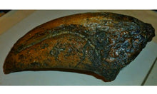 Laden Sie das Bild in den Galerie-Viewer, T-rex Massive T.rex Claw 8 1/2" x 3 1/4" Cast Replica