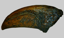 Laden Sie das Bild in den Galerie-Viewer, T-rex Massive T.rex Claw 8 1/2" x 3 1/4" Cast Replica