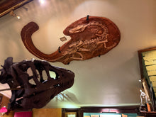 Load image into Gallery viewer, Coelophysis skeleton cast replica