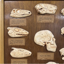 Load image into Gallery viewer, Antique Ward’s Girard Natural Science – “Evolution of the Human Skull” Anatomical Model