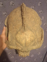 Cargar imagen en el visor de la galería, Bigfoot Skull Gigantopithecus Skull #2 Skull only No Jaw