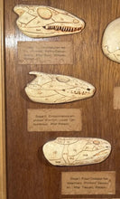 Load image into Gallery viewer, Antique Ward’s Girard Natural Science – “Evolution of the Human Skull” Anatomical Model