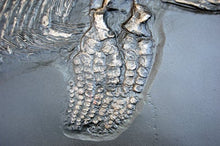 Laden Sie das Bild in den Galerie-Viewer, Ichyosaurus skeleton cast 48 inches long replica (TMF ICHTY 48")