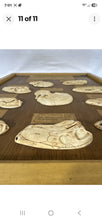 Load image into Gallery viewer, Antique Ward’s Girard Natural Science – “Evolution of the Human Skull” Anatomical Model