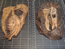Load image into Gallery viewer, Eohippus (Hyracotherium) Horse skull cast replica