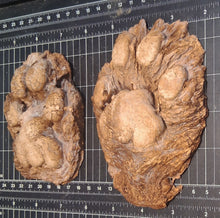 Laden Sie das Bild in den Galerie-Viewer, Mountain Lion (Cougar) 2 footprint cast replicas Mt Lion Tracks #2 and #3