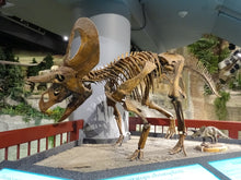 Laden Sie das Bild in den Galerie-Viewer, Dinosaur rental package #July 2026