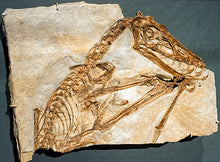 Laden Sie das Bild in den Galerie-Viewer, Dinosaur rental package #July 2026