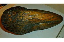 Laden Sie das Bild in den Galerie-Viewer, T-rex Massive T.rex Claw 8 1/2" x 3 1/4" Cast Replica