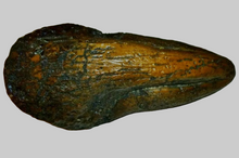 Laden Sie das Bild in den Galerie-Viewer, T-rex Massive T.rex Claw 8 1/2" x 3 1/4" Cast Replica