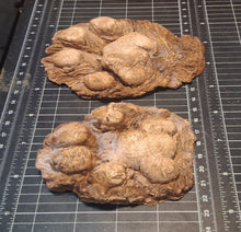 Laden Sie das Bild in den Galerie-Viewer, Mountain Lion (Cougar) 2 footprint cast replicas Mt Lion Tracks #2 and #3