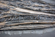 Laden Sie das Bild in den Galerie-Viewer, Ichyosaurus skeleton cast 48 inches long replica (TMF ICHTY 48")