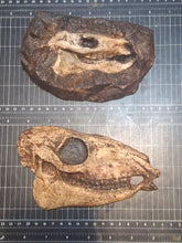 Load image into Gallery viewer, Eohippus (Hyracotherium) Horse skull cast replica