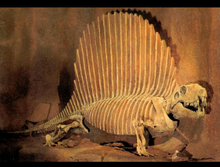 Load image into Gallery viewer, Dimetrodon half skeleton cast replica 2025