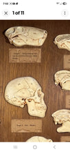 Load image into Gallery viewer, Antique Ward’s Girard Natural Science – “Evolution of the Human Skull” Anatomical Model