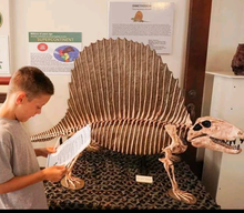 Load image into Gallery viewer, Dimetrodon half skeleton cast replica 2025