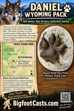 Laden Sie das Bild in den Galerie-Viewer, Wolf: Daniel Wyoming Pack Paw Print Plaster Track Cast Replica