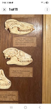 Load image into Gallery viewer, Antique Ward’s Girard Natural Science – “Evolution of the Human Skull” Anatomical Model