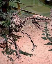Laden Sie das Bild in den Galerie-Viewer, Dinosaur rental package #July 2026