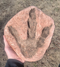 Load image into Gallery viewer, Dinosaur Large Footprint Track Cast Replica Carnosaur Jurassic Virginia replica Theropod Grallator