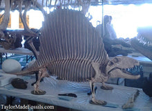 Load image into Gallery viewer, Dimetrodon half skeleton cast replica 2025