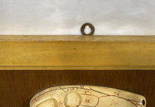 Load image into Gallery viewer, Antique Ward’s Girard Natural Science – “Evolution of the Human Skull” Anatomical Model