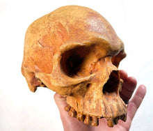Load image into Gallery viewer, Human Male Australian Aboriginal Skull Painted
BC-031P Bone Clones (2026)