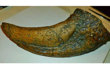 Laden Sie das Bild in den Galerie-Viewer, T-rex Massive T.rex Claw 8 1/2" x 3 1/4" Cast Replica