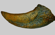 Laden Sie das Bild in den Galerie-Viewer, T-rex Massive T.rex Claw 8 1/2" x 3 1/4" Cast Replica