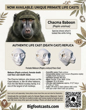 Load image into Gallery viewer, Baboon (Papio ursinus), female death cast replica Life cast