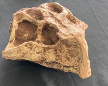 Laden Sie das Bild in den Galerie-Viewer, Hongshanosaurus Skull Cast Replica