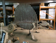 Load image into Gallery viewer, Dimetrodon half skeleton cast replica 2025