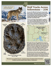 Laden Sie das Bild in den Galerie-Viewer, Wolf: 2003 Yellowstone Wolf 21M Footprint Cast Druid Peak Pack Jim Halfpenny RARE