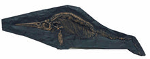 Laden Sie das Bild in den Galerie-Viewer, Ichyosaurus skeleton cast 57 inches long replica (TMF ICHTY 57")