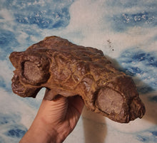 Load image into Gallery viewer, Pawpawsaurus Nodosaurid Ankylosaur skull (lacking mandible) Dinosaur Ankylosaurus skull cast replica