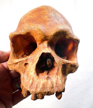 Load image into Gallery viewer, Human Male Australian Aboriginal Skull Painted
BC-031P Bone Clones (2026)
