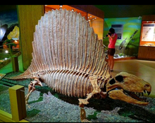 Load image into Gallery viewer, Dimetrodon half skeleton cast replica 2025