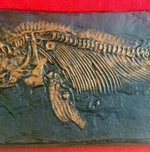 Cargar imagen en el visor de la galería, Replica Fossil Ichyosaurus communis skull Cast 23 inches long replica (TMF ICHTY 23")
