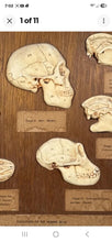 Load image into Gallery viewer, Antique Ward’s Girard Natural Science – “Evolution of the Human Skull” Anatomical Model