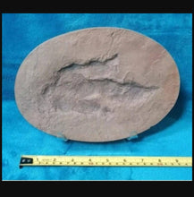 Laden Sie das Bild in den Galerie-Viewer, Grallator Dinosaur Track #3 cast replica Theropod