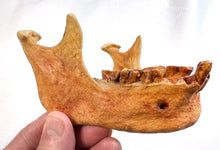Load image into Gallery viewer, Human Male Australian Aboriginal Skull Painted
BC-031P Bone Clones (2026)