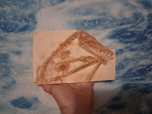 Laden Sie das Bild in den Galerie-Viewer, Dinosaur rental package #July 2026