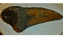 Laden Sie das Bild in den Galerie-Viewer, T-rex Massive T.rex Claw 8 1/2" x 3 1/4" Cast Replica