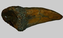 Laden Sie das Bild in den Galerie-Viewer, T-rex Massive T.rex Claw 8 1/2" x 3 1/4" Cast Replica