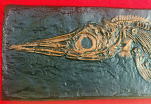 Cargar imagen en el visor de la galería, Replica Fossil Ichyosaurus communis skull Cast 23 inches long replica (TMF ICHTY 23")