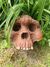 Charger l'image dans la galerie, Bigfoot Skull Cast Artistic Interpretation by Master artist ( top of skull only).