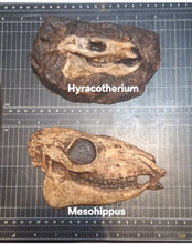 Load image into Gallery viewer, Eohippus (Hyracotherium) Horse skull cast replica