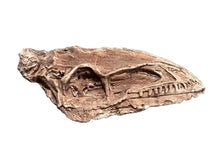 Charger l'image dans la galerie, Coelophysis skull cast replica #3