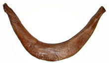 Load image into Gallery viewer, T.rex Tyrannosaurus rex furcula, wishbone cast replica T-rex Trex